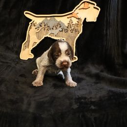 Girl 5 - Brown and gray female Wirehaired Pointing Griffon puppy in Afton, Wisconsin from Daehler's Wirehaired Pointing Griffons