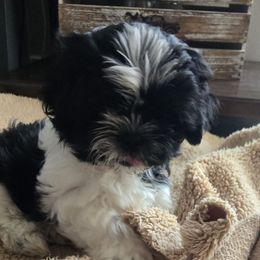 Maxx - Black and white male Shih Tzu puppy in Filer, Idaho from Shih Tzu Kennels