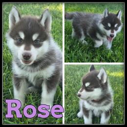 Rose - Red and white female Siberian Husky puppy in Merrill, Michigan from Haase Family Kennels