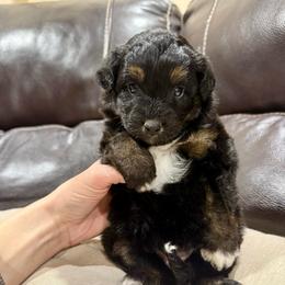 Daphne - Black phantom female Aussiedoodle puppy in Heber City, Utah from Junipersdoodles