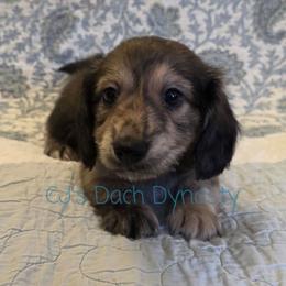 SEVEN 3800 - Cream male Dachshund puppy in Gatesville, Texas from CJ's Dach Dynasty