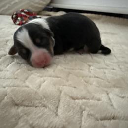 Echo - Black and white male American Corgi puppy in Decatur, Texas from Bar S Corgis