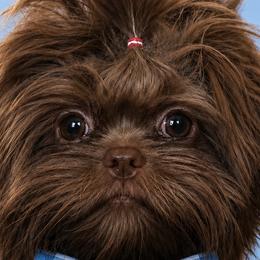Shih Tzus from Bluebird Bungalow