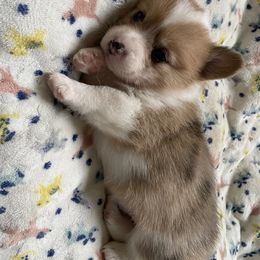 "Just chillin. " Pembroke Welsh Corgi Puppies from Rockin A Farms