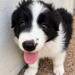 AKC CHAMPION BLOODLINE- Kylo Ren - Black and white male Border Collie puppy in Conroe, Texas from Aloha Border Collies- AKC Champion Bloodline