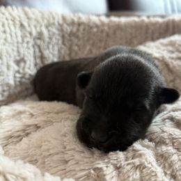 Girl 3 (reserved) - Brindle female Belgian Malinois puppy in Dallas, Texas from OreVis Malinois