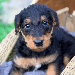 Pink aka Martin - Black and tan male Airedale Terrier puppy in Mooresville, North Carolina from Farm 55