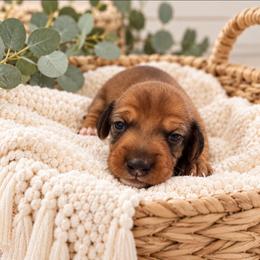 Jasper - Red male Dachshund puppy in Stoneville, North Carolina from Yadkin Valley Dachshunds