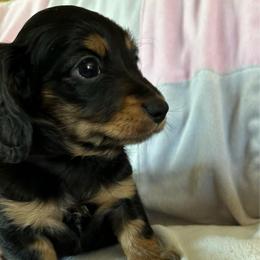 Scooter - Black and tan male Dachshund puppy in Griffin, Georgia from Always Trippin' Doxie Life