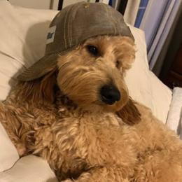 Goldendoodle Puppies from Saluda Ridge Goldendoodles