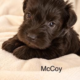 McCoy - Liver male Miniature Schnauzer puppy in Bennington, Oklahoma from Always Blessed Miniature Schnauzers