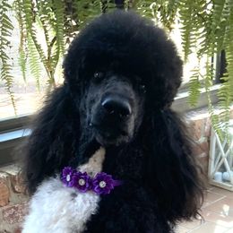 Pearl - Poodle