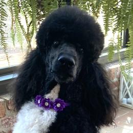 Pearl - Poodle