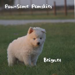 Beignet - White male Pomsky puppy in Krum, Texas from Paw-Some Pomskies