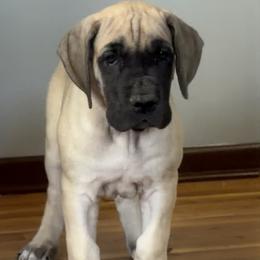 Sophia - Fawn female Great Dane puppy in Indianola, Iowa from Bull West Kennels