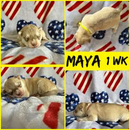 Girl 2 - Red and white female Siberian Husky puppy in Fairborn, Ohio from Haven of Free Spirits