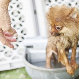 Pomeranian Puppies from Abbapoola Poms