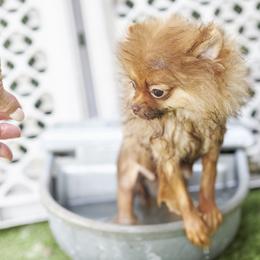 Pomeranian Puppies from Abbapoola Poms