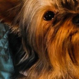 Yorkshire Terriers from Richard's Yorkies
