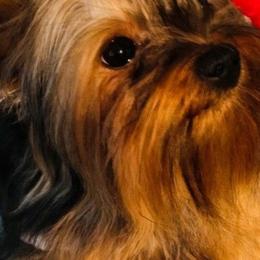 Yorkshire Terriers from Richard's Yorkies