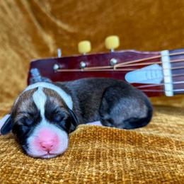 LORETTA - Sable female Pembroke Welsh Corgi puppy in Ritzville, Washington from Sapphire Iris Corgis