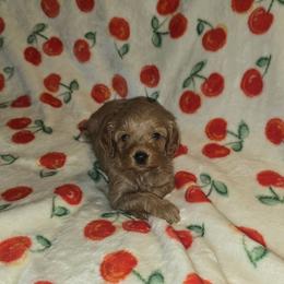 Lilith - Red female Cavapoo puppy in Dewey, Oklahoma from Lebel Cavapoos