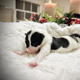 Girl 2 - Black and white female Border Collie puppy in Jonesboro, Arkansas from Hampton Border Collies