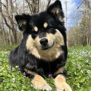 Finnish Lapphunds from RebelGold Finnish Lapphunds