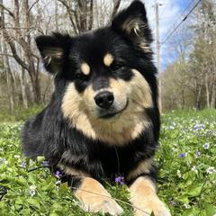 Finnish Lapphunds from RebelGold Finnish Lapphunds