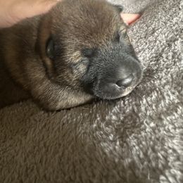 Registered Boy 2 - Red male Shiba Inu puppy in Harrodsburg, Kentucky from Kurtz Family Shibas