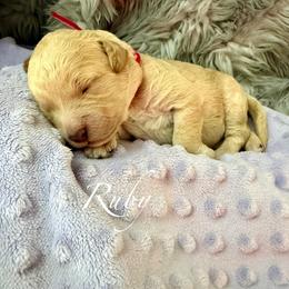 Ruby - Red  female Goldendoodle puppy in Boise, Idaho from Goldendoodle Baby