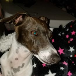 Lily - Italian Greyhound