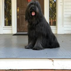Briard Puppies from Sendero Briards