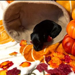 Dachshund Puppies from Ozark Dachshunds
