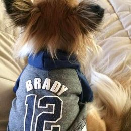 Chihuahuas from Chambray