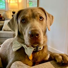 Labrador Retriever All Grown Up from Redfearn Retrievers