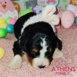 Athens - Tri-color female Bernedoodle puppy in Beecher, Illinois from Erica’s Doodles