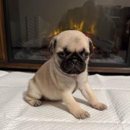 Trudy - Fawn female Pug puppy in Olin, North Carolina from Piggy Pugs