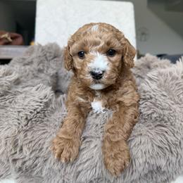 Champ - Apricot male Goldendoodle puppy in Stockton, California from Family Doodles