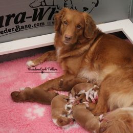 Nova Scotia Duck Tolling Retriever Puppies from Meadowlark Tollers