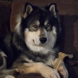 Mayhem - Siberian Husky