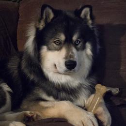 Mayhem - Siberian Husky