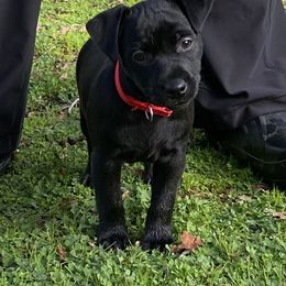 Patterdale Terrier Puppies from Oakleaf Ranch