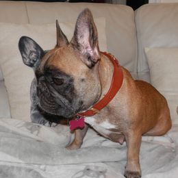Aira - French Bulldog