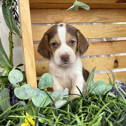 Olive - Brown white and tan male Beagle puppy in Katy, Texas from Houston’s Howlin’ Hounds