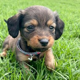 Dachshunds and Goldendoodles from Forrest Kennels
