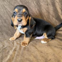 Basset Hound Puppies from Boulder Oak Bassets
