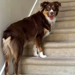 Australian Shepherd Puppies from Janovsky Australian Shepherds- AKC Registered