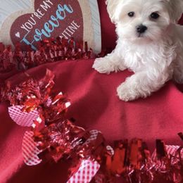 Maltese, Maltipoo, and Poodle Puppies from Healing Pawz LLC