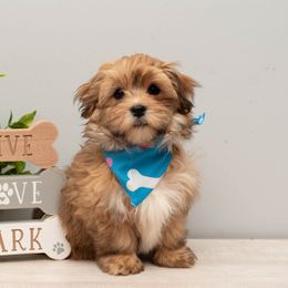 Havanese Puppies from Tiffany's Havanese
